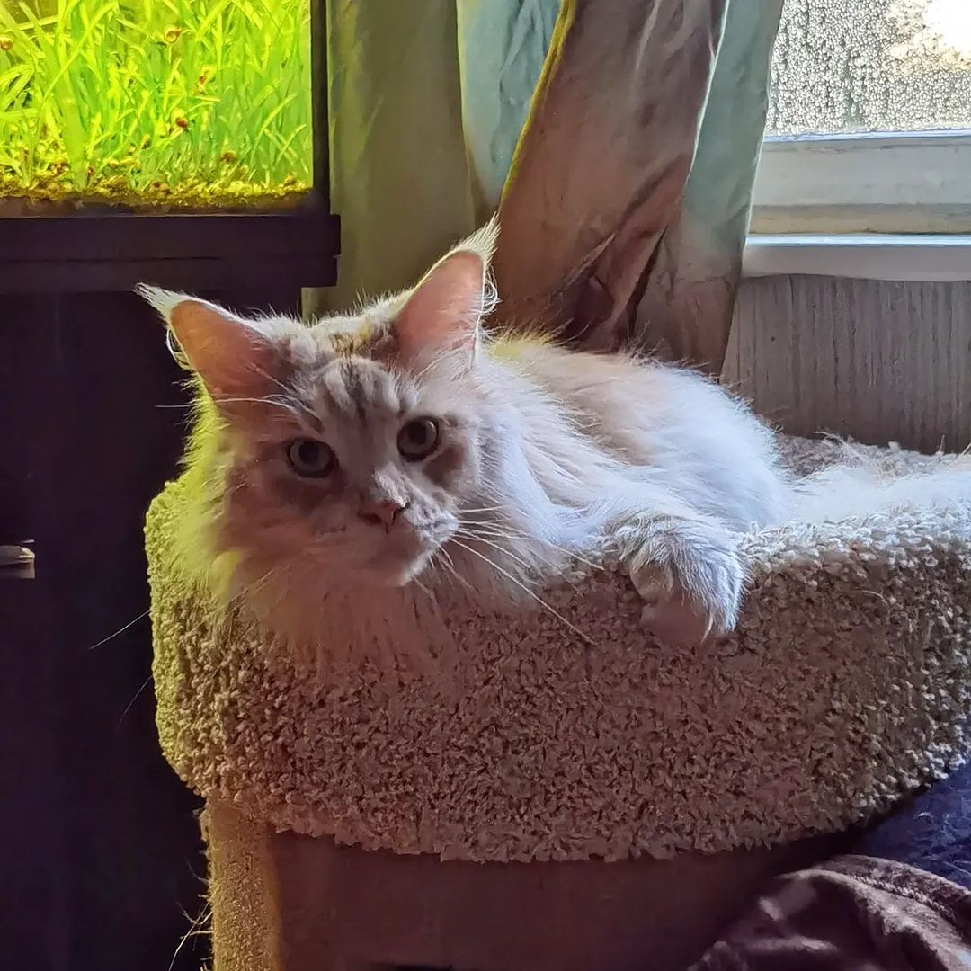 Ой, а у кого это сегодня 5тилетка!??😍😋😎🐾 #сдркотя #котхеймдалль