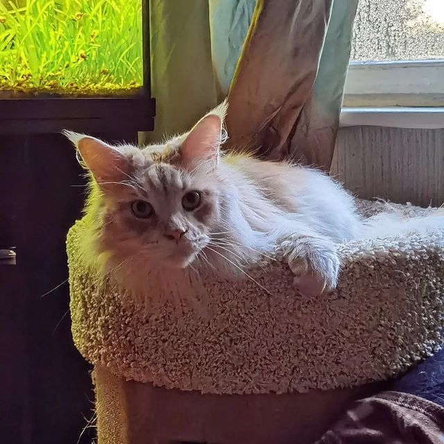 heimdallrcoon в LOOKY. #сдркотя,#котхеймдалль. Ой, а у кого это сег...