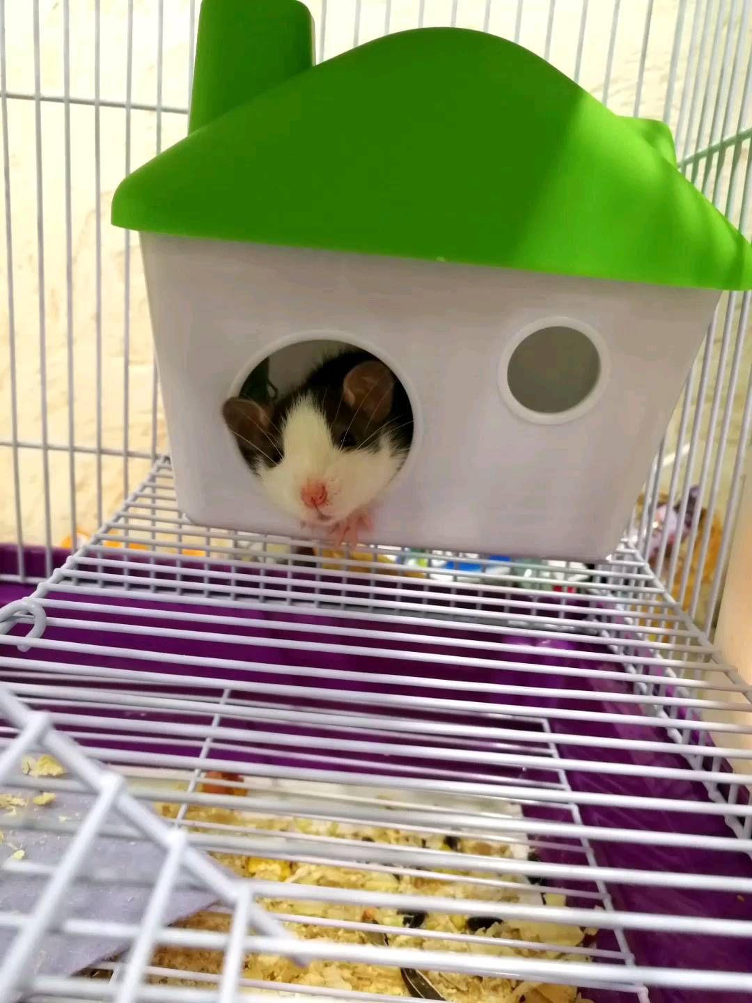 tarasova.2a в LOOKY. #крысик,#крыс,#питомец,#🐭,#rat,#rats,#animals,#loveanimals,#loverat,#mylove,#memories,#грызуны,#крысы,#малыш,#друг,#семья,#бегипорадуге. Беги по радуге, моё ...