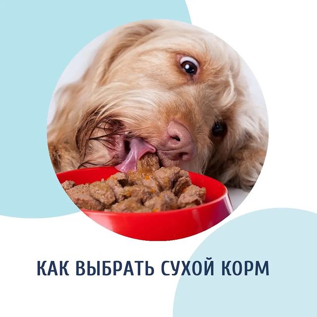 kinolog_nsk в LOOKY. . Все корма условно ра...
