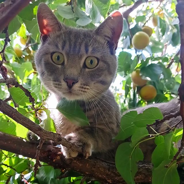 romanlapshov в LOOKY. #кот,#кошка. #кот #кошка