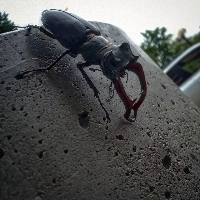 sneg_v_sibiri в LOOKY. . null