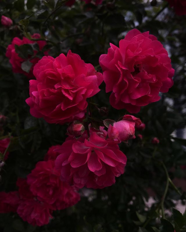 8arelice8 в LOOKY. . null