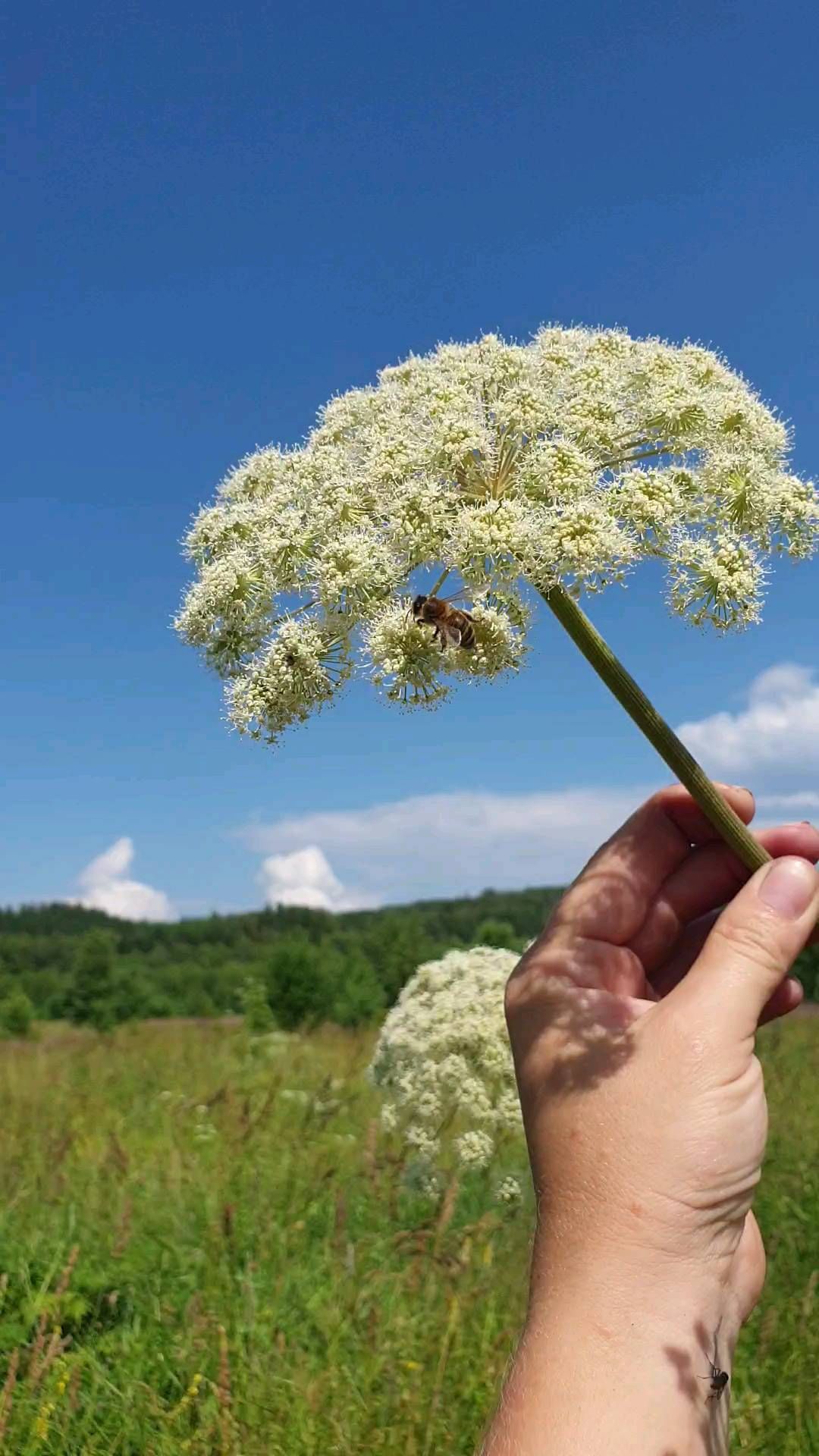 honey_from_a_bear in LOOKY. . Пчелка и ДЯГИЛЬ
