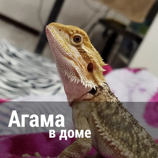 666anastasiya999 в LOOKY. #666anastasiya999vet,#veterinary,#veterinary,#repto,#рептилииминск,#veterinaryminsk,#dogandcat,#рептилии,#агама,#agama. Одна из популярных я...