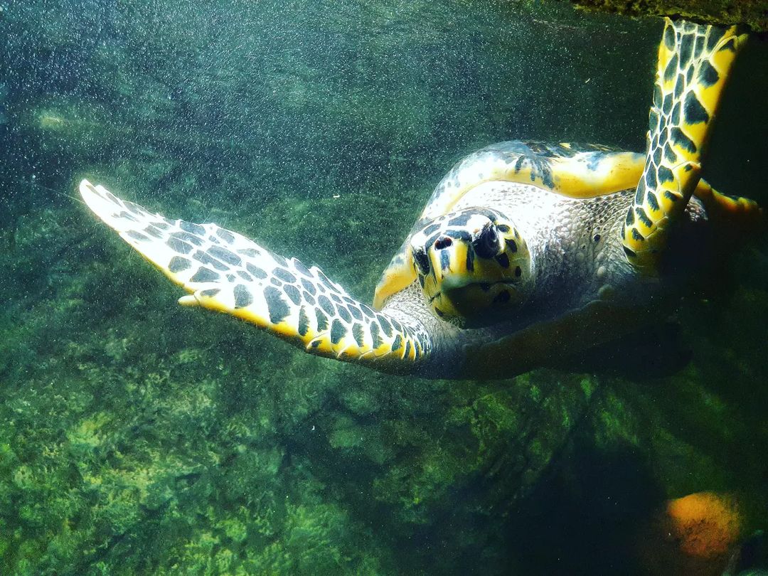 🐢 #черепаха #nature #animals #черепашка #подводой #подводныймир #животные #like #instaanimal #природа #water #turtle #happylife #like4like #likeforlike #l4l #followme #folowers #photo #samsung #marinelife