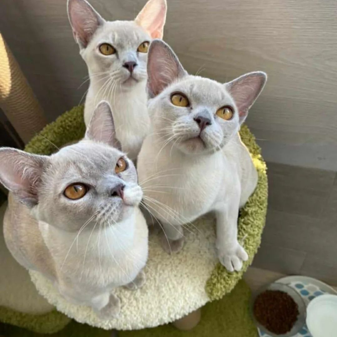 Столбики когтеточки в наличии ! 
Для заказа @tasiro_workshop 

#котомания #кошкамоя #зоосалон  #когтеточкимосква #длякотиков #мойкосмос #котейки #котозависимость
