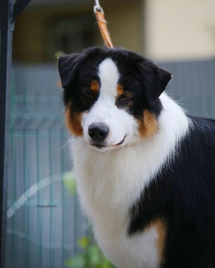 iz_doma_korolevoi_kennel в LOOKY — фото 1