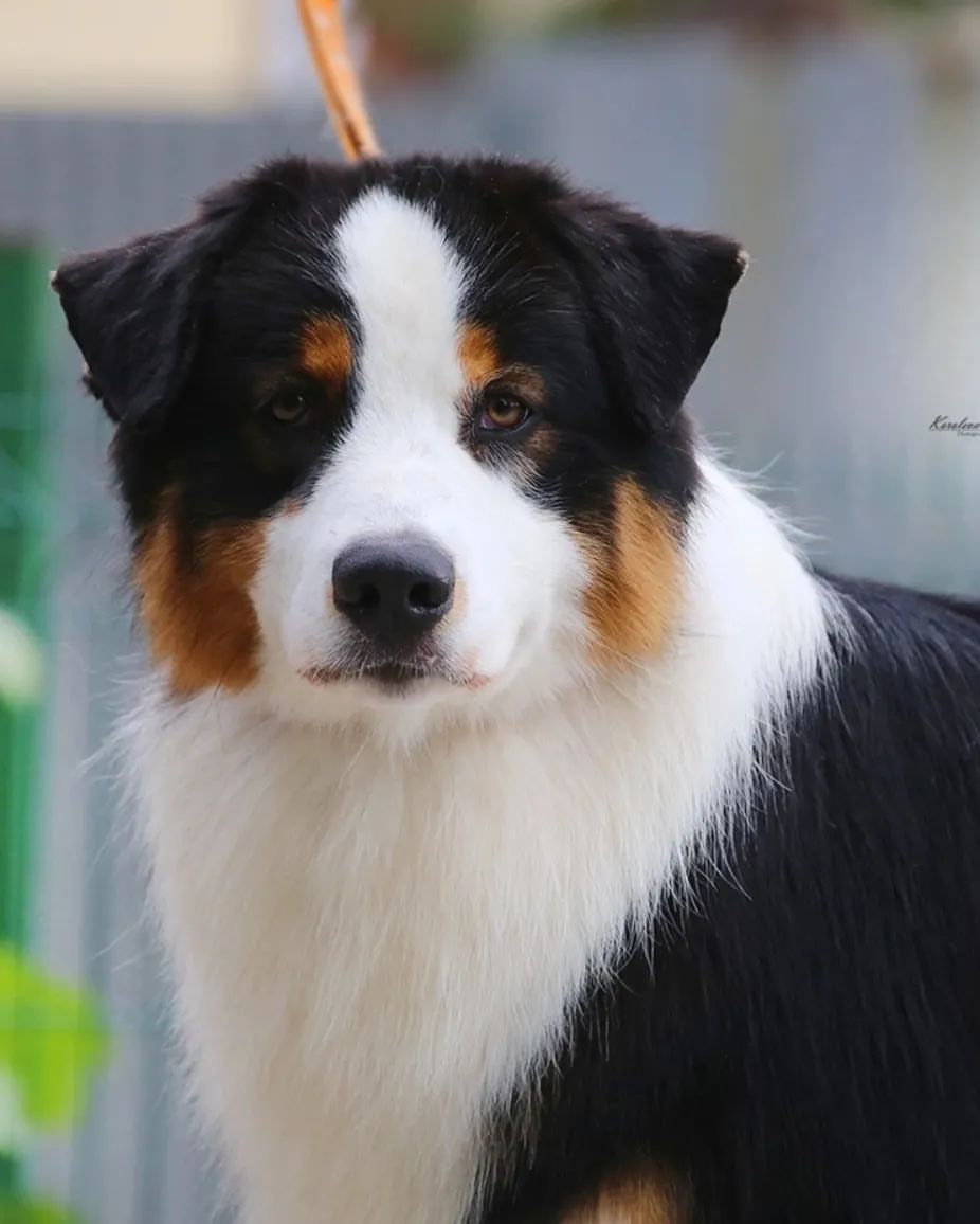 iz_doma_korolevoi_kennel в LOOKY — фото 3