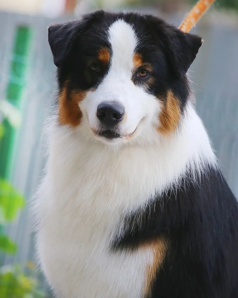iz_doma_korolevoi_kennel в LOOKY — фото 2