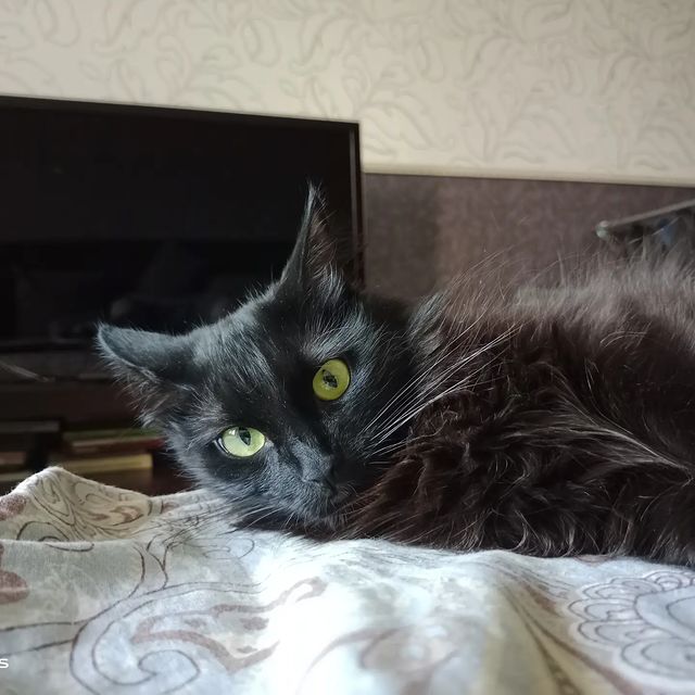 Кузькина мать в LOOKY. . null