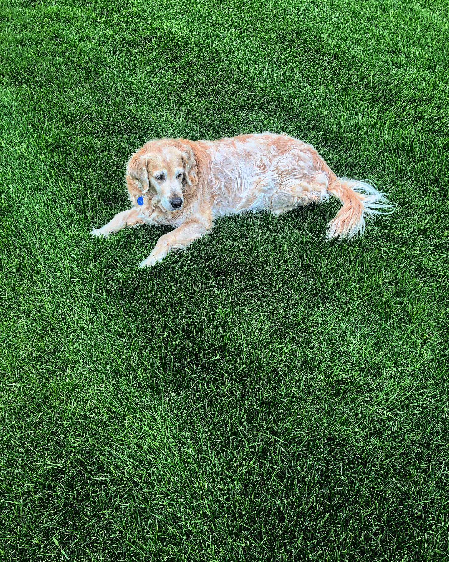 evgenia.rosl in LOOKY. #mydog,#retrivers,#goldenretriever,#dogsofinstagram,#dog,#retrieveroftheday,#retriverlovers,#summer,#ретривер,#моясобака,#лето,#золотистыйретривер. #mydog #retrivers #g...