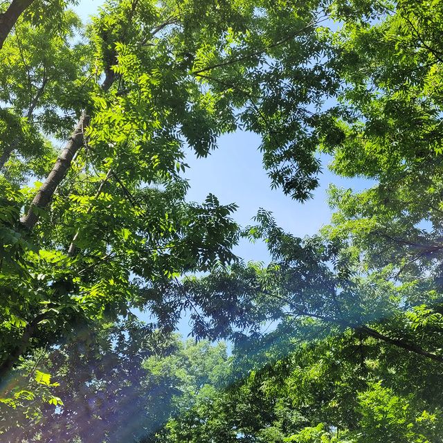 panaetovata в LOOKY. . 🌳🍃🦋
.
.
🎧 Dr.Dre...