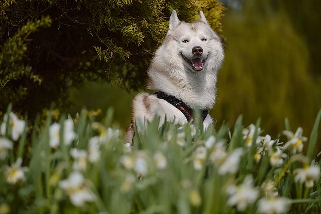 husky_easy в LOOKY. #husky,#siberianhusky,#huskyphotography,#huskygram,#huskylove,#huskylovers,#huskylovingclub,#huskylife,#allthingshusky,#instahusky,#huskyofinstagram,#huskypics,#huskiesreq,#huskiesofinstagram,#huskyrussia,#dogsofinstagram,#igcutest_animals,#ilovehusky,#justhuskies,#bestwoof,#dog_features,#dogs_of_world,#dogphotography,#excellent_dogs,#хаски,#хаскифото,#хаскивмоскве. #husky #siberianhusk...