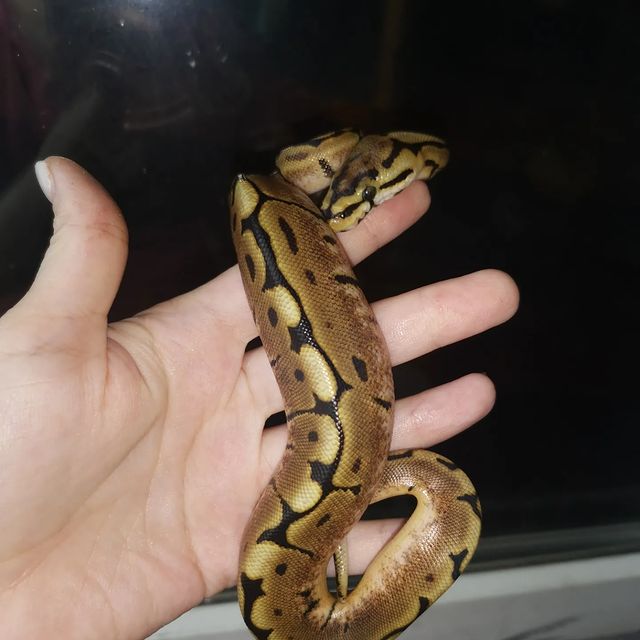 aisxor в LOOKY. #sochi,#экзоmix,#reptile,#2022,#продажа. Региус морфы spider,...
