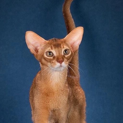 abyssinian_wildaby в LOOKY — фото 2