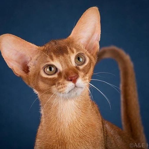 abyssinian_wildaby в LOOKY — фото 3