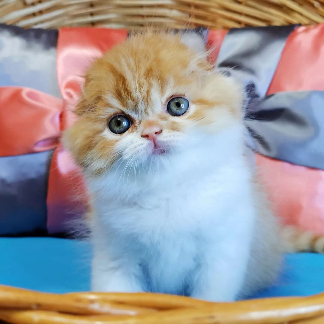 Вислоухие шотландские котята в LOOKY — фото 2