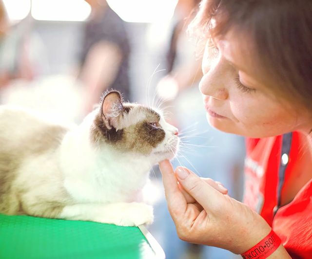 mycatgrooming в LOOKY. #кошачийгрумер,#грумингкошек,#выставочныйгрумингкошек,#шоугрумингкошек,#экспрессгрумингкошек,#конкурсгрумингакошек
#конкурсгрумеровкошек
#волгагрум,#волгагрум2022,#рэгдолл,#рэгдоллсамара,#грумингрэгдолла,#catgroomer,#catgrooming,#catbeauty,#showgrooming,#catshowgrooming,#groomerscompetition,#catgroomerscompetition,#catgroomingcompetition,#groomerscontest,#catgroomingcontest,#catgroomerscontest,#ragdoll,#ragdollgrooming. Ради одного этого ка...