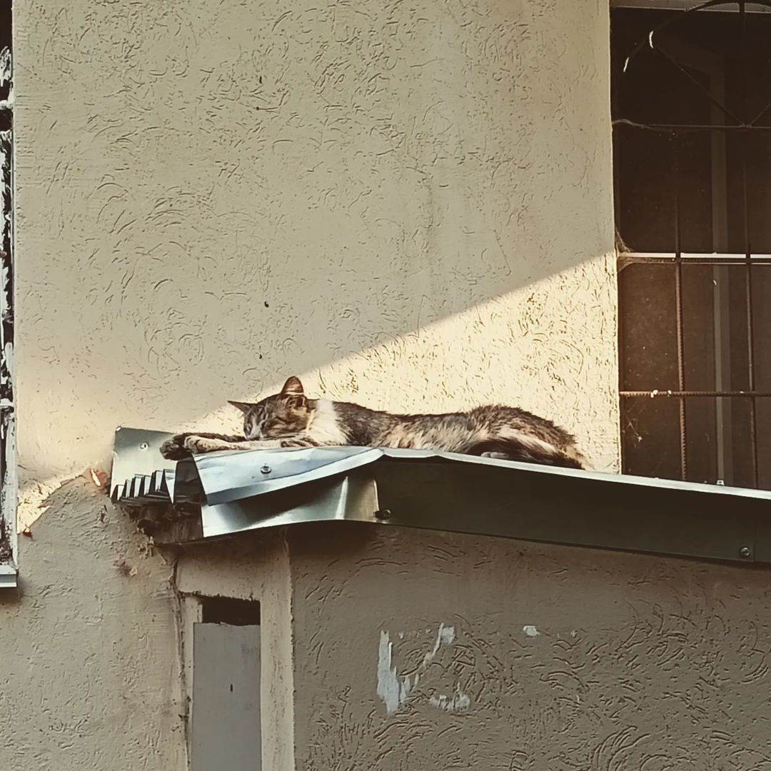 jake_moryakov в LOOKY — Котик спит