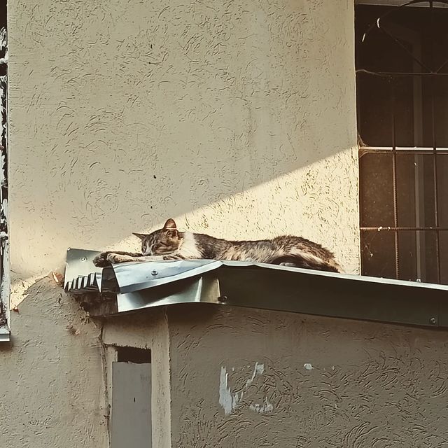 jake_moryakov в LOOKY. . Котик спит