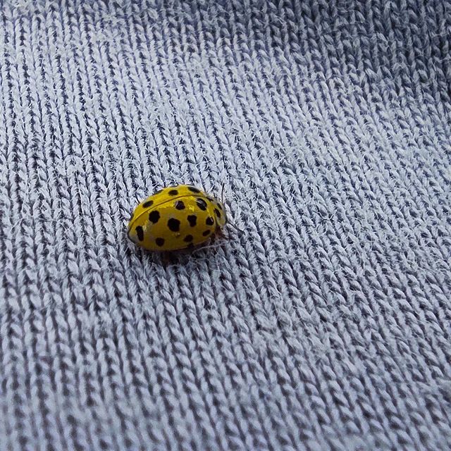 iadashkov в LOOKY. #ladybug,#bug,#summer,#лето,#божьякоровка,#жук. #ladybug #bug #summe...
