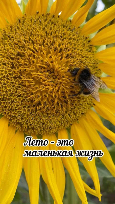 dacha_c_nulya в LOOKY. #лето2022,#летоэтомаленькаяжизнь,#моёлето,#моелето❤️,#цветы,#цветущийсад,#цветоводство,#подмосковье360,#подмосковье,#сад,#мойсад. Лето - это маленькая...