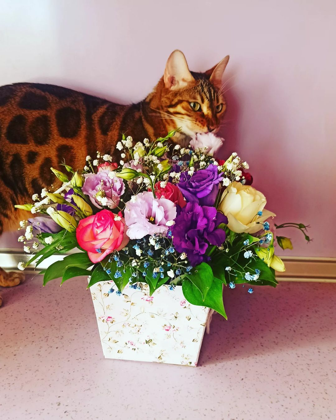 littlerat1 в LOOKY — Никуда без этой красавицы😂😻😻😻😻. Дети, спасибо за чудесн