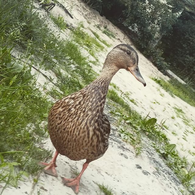 jake_moryakov в LOOKY. . 🦆