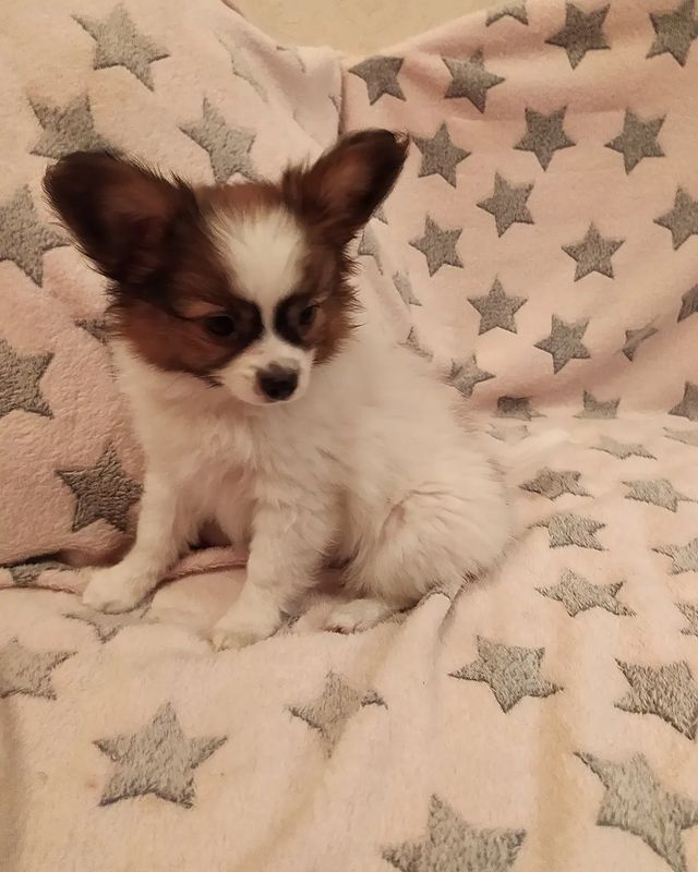 love_my_papillon в LOOKY. #папильон,#папийонмосква,#папийоныпродажа,#папийон,#щенкипапийонамосква,#щенкипапийона,#щенки,#маленькиесобачки,#моялюбимаясобака,#продажащенковмосква,#продажапапийонов,#ШЕРПРЕСТИЖСИЛЬВЕРКИНГ. МАЛЬЧИК УЕХАЛ В НОВЫ...
