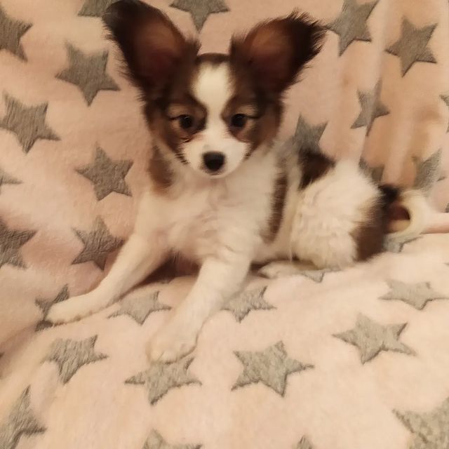 love_my_papillon в LOOKY. #папийонмосква,#папийоныпродажа,#папийонроссии,#папийон,#папильон,#собакабабочкапапийон🦋,#собакабабочка,#щенкипапийонамосква,#щенкипапийона,#щенки,#купитьщенка,#купитьщенкапапильона. 🦋❤️САН ШАЙН🦋❤️
ДЕВ...