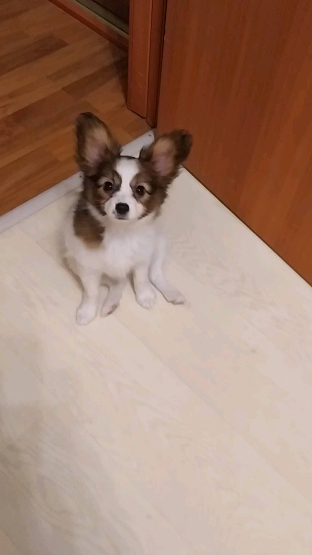 love_my_papillon в LOOKY. #папийонмосква,#папийоныпродажа,#папийонроссии,#папийон,#щенкипапийонамосква,#щенкипапийона,#щенки. ШЕР ПРЕСТИЖ САН ШАЙН...
