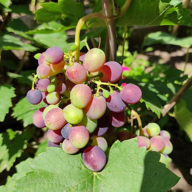 kinel_vinograd в LOOKY. . Юпитер 6 августа. По...