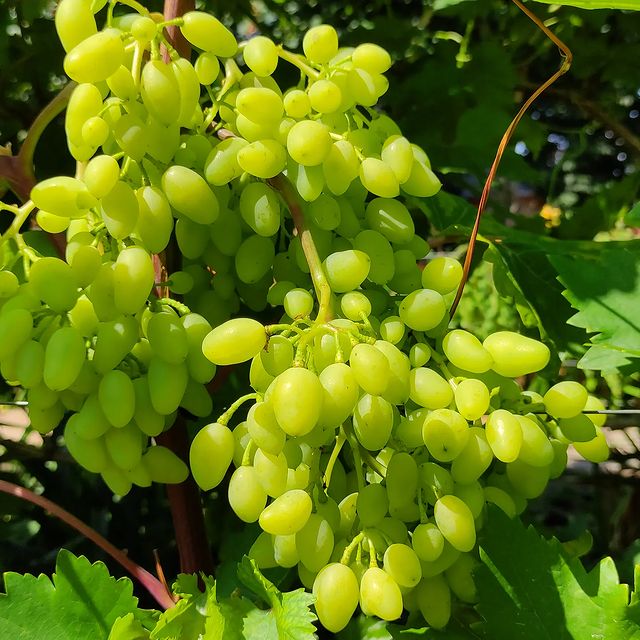 kinel_vinograd в LOOKY. . Это Долгожданный. В ...