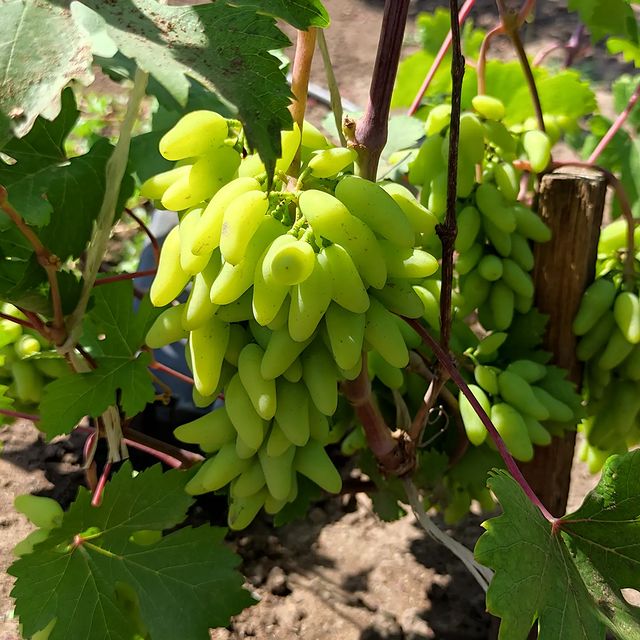 kinel_vinograd в LOOKY. . Карнавал. Все ещё мо...