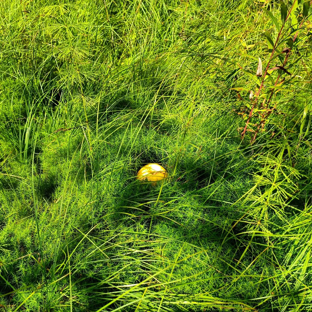 no_547_name в LOOKY — Подношение духу леса 🌱🍏🌲