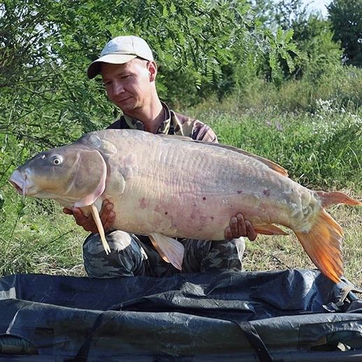Погоняли карпа на водоёме карп лидер. Потащил кабанчика на 17кг