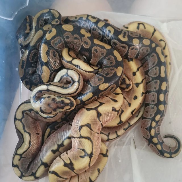 aisxor в LOOKY. #sochi,#экзоmix,#reptile,#2022,#продажа,#сочи. Вот и вышла кладка о...