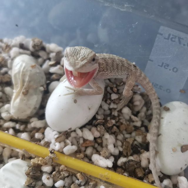 aisxor в LOOKY. #sochi,#экзоmix,#reptile,#agama,#2022,#сочи,#продажа. Повторная кладка ага...