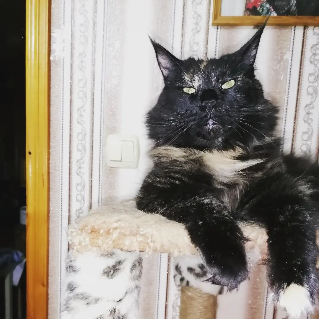yulenochka161079 в LOOKY. . Любовь к животным-эт...