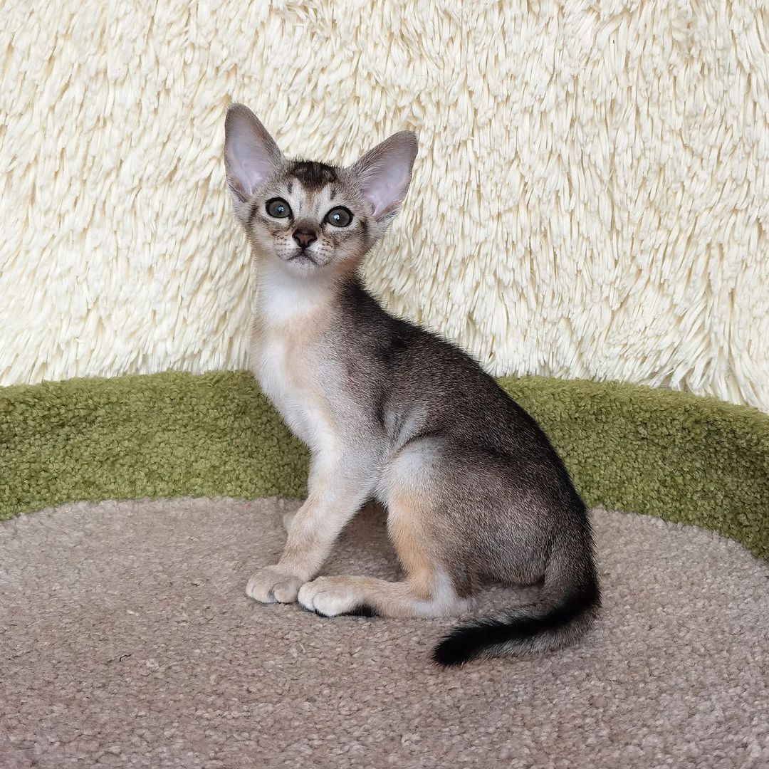 adamas_aby в LOOKY — фото 3