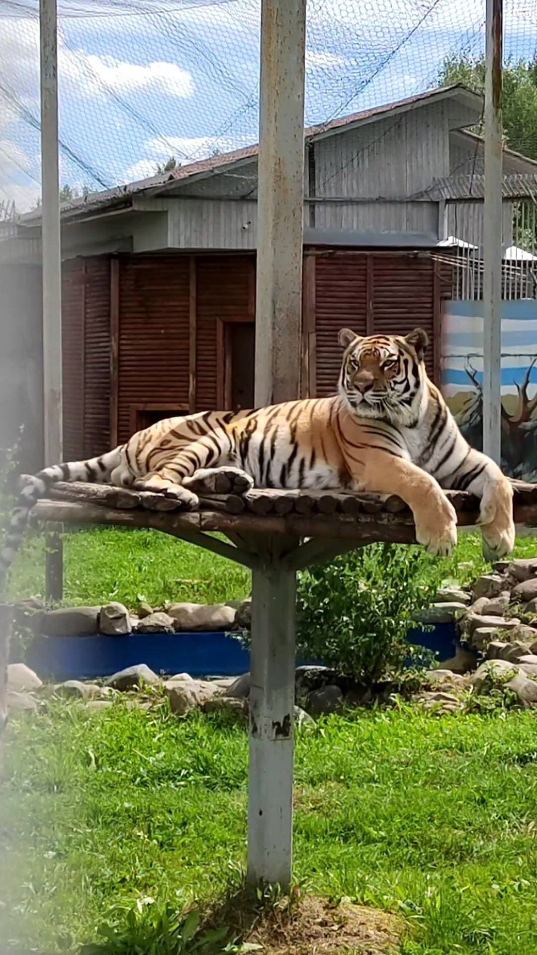 tarasova.2a в LOOKY. #Ярославскийзоопарк,#зоопарк,#тигр,#zoo,#animals,#tiger. 🐯
#Ярославскийзоопа...