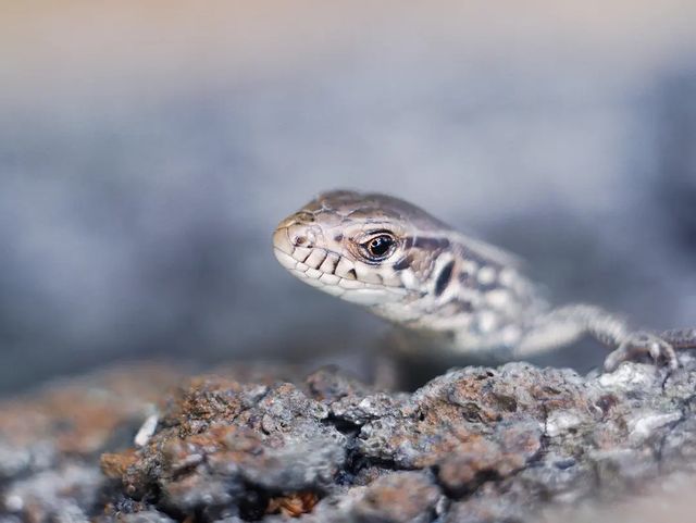 avekhorev в LOOKY. #macro,#macrophotography,#moscow,#fujifilm,#fuji,#lizard,#москва,#макро,#макросъемка,#парк,#парккузьминки,#ящерица. #macro #macrophotogr...