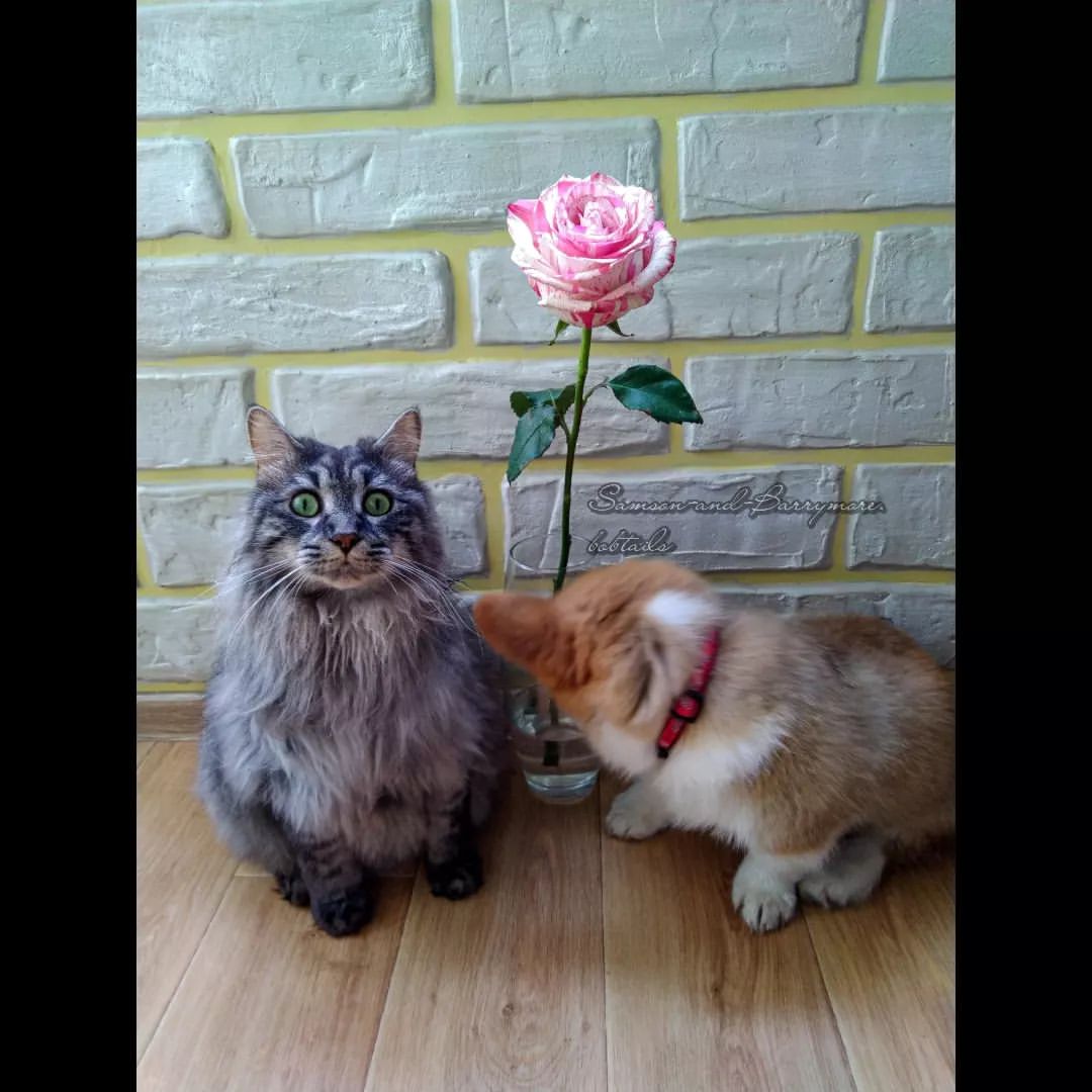 samson_and_barrymore.bobtails в LOOKY — фото 3