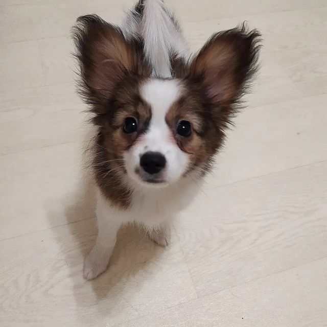 love_my_papillon в LOOKY. #папийонмосква,#папийон,#папильон,#щенкипапийонамосква,#щенкипапийона,#купитьщенка,#купитьщенкапапильона,#собакабабочкапапийон🦋. Девочка Сан Шайн 2,5...