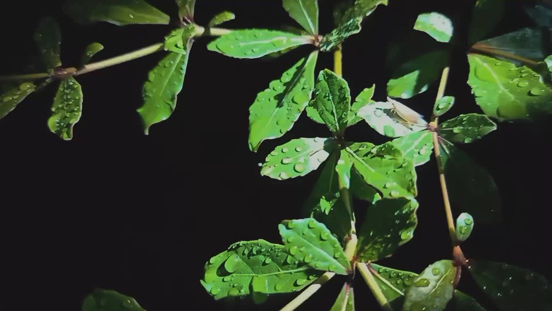 muzammil_momii in LOOKY. #rainynight,#afterrain,#green. -the smell after the...