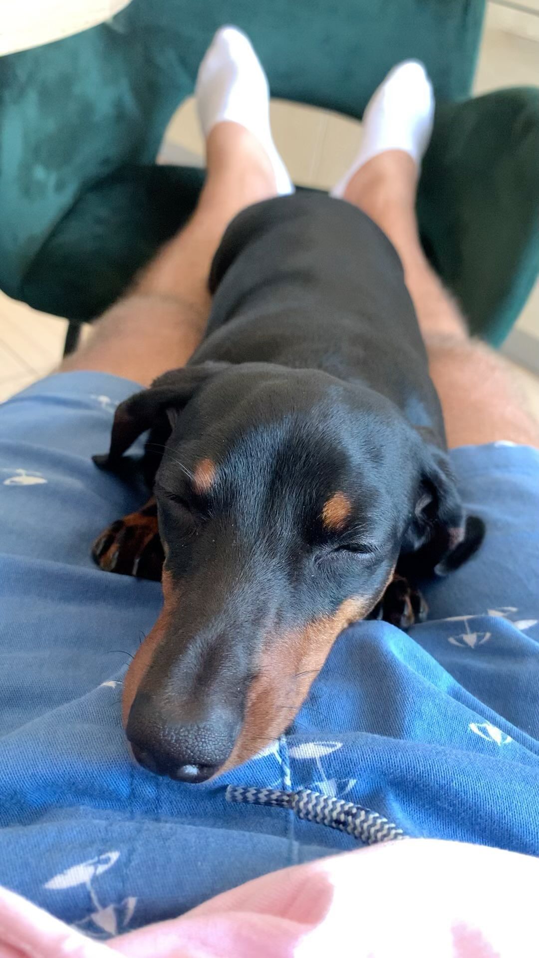 il_alexey в LOOKY. #chill,#chillvibes,#chilling,#dachshund,#vibes. #chill #chillvibes #...