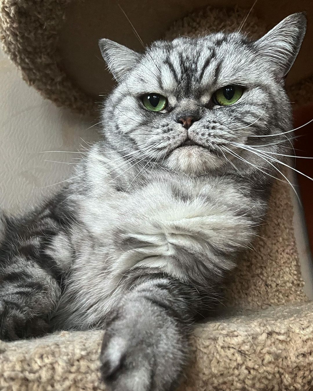 cats_mars_tayson в LOOKY — Инстаграм глючит страшно 😡😡😡 Больше мы от него ничего не 