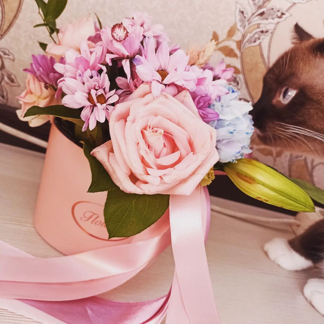 julia_gudkova99 в LOOKY — 🌺🐾