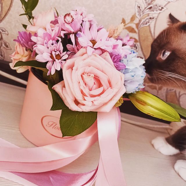 julia_gudkova99 в LOOKY. . 🌺🐾